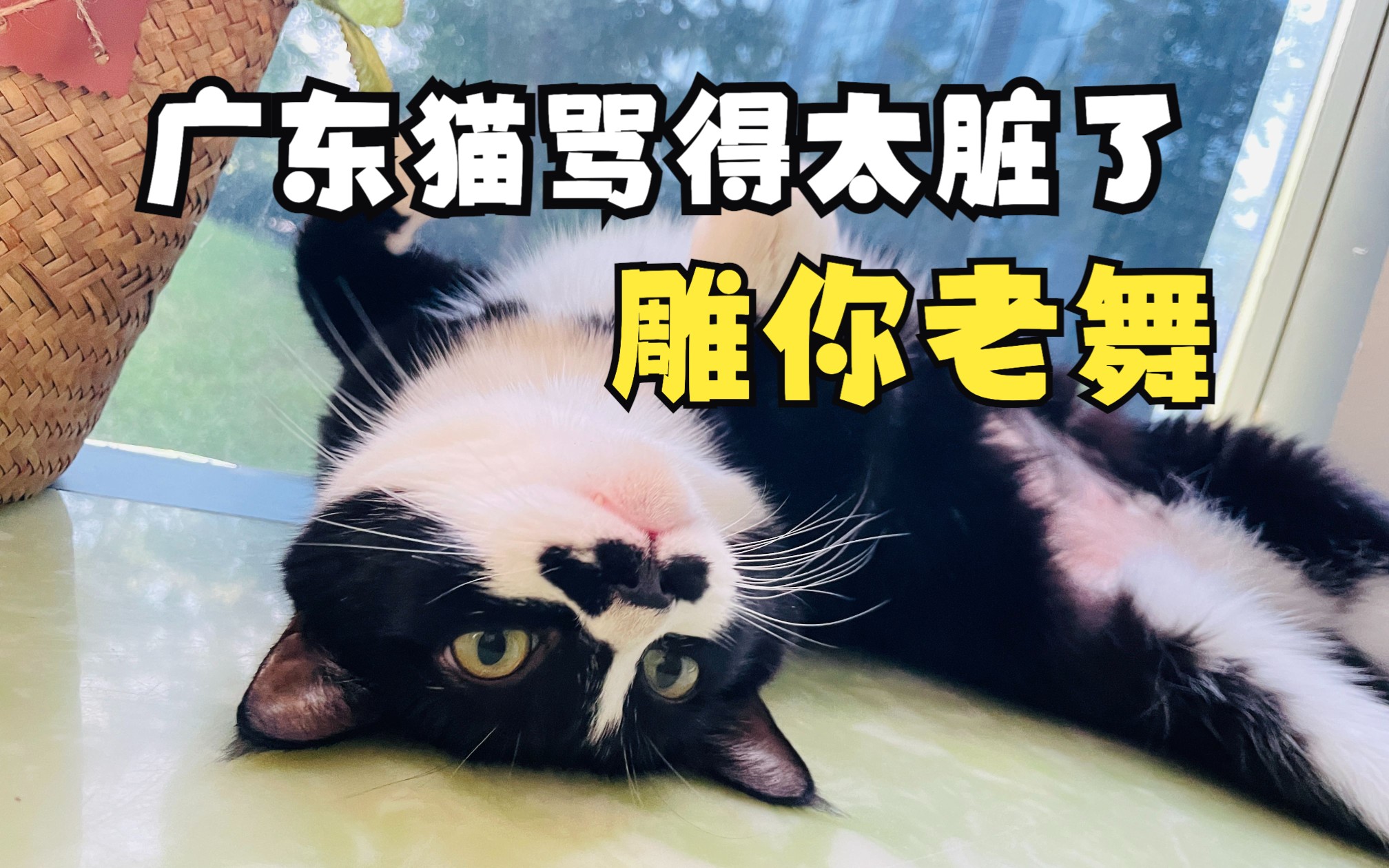 小猫教你学粤语(1)|只有广东人才懂的粤语谐音梗日本名,笑不活了,有谁能说说到底是什么意思呀?哔哩哔哩bilibili