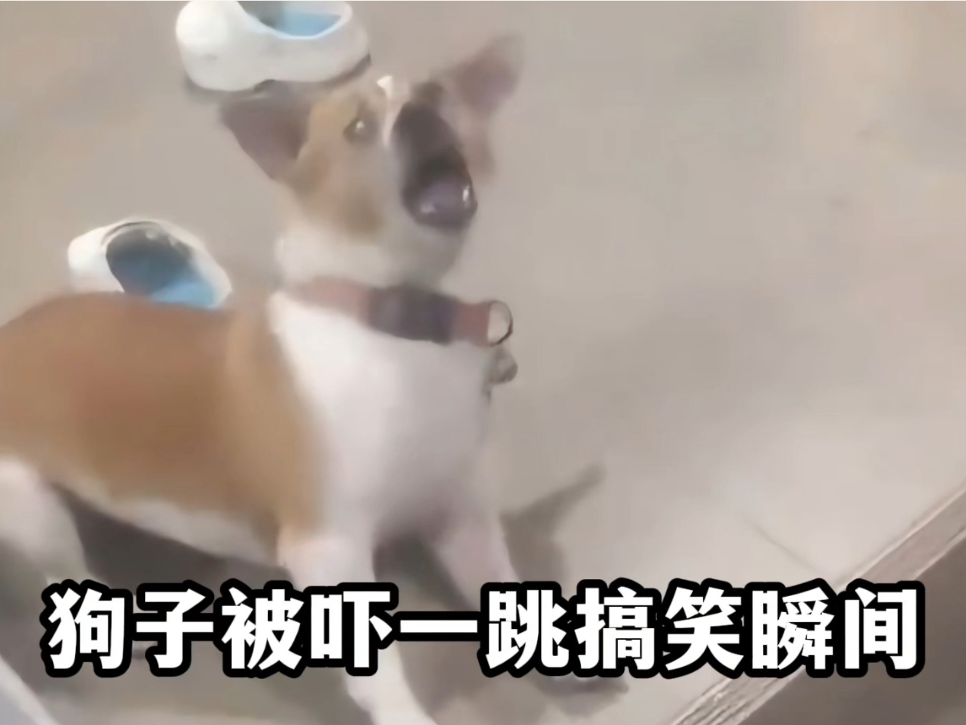 盘点那些狗狗被吓一跳的搞笑瞬间