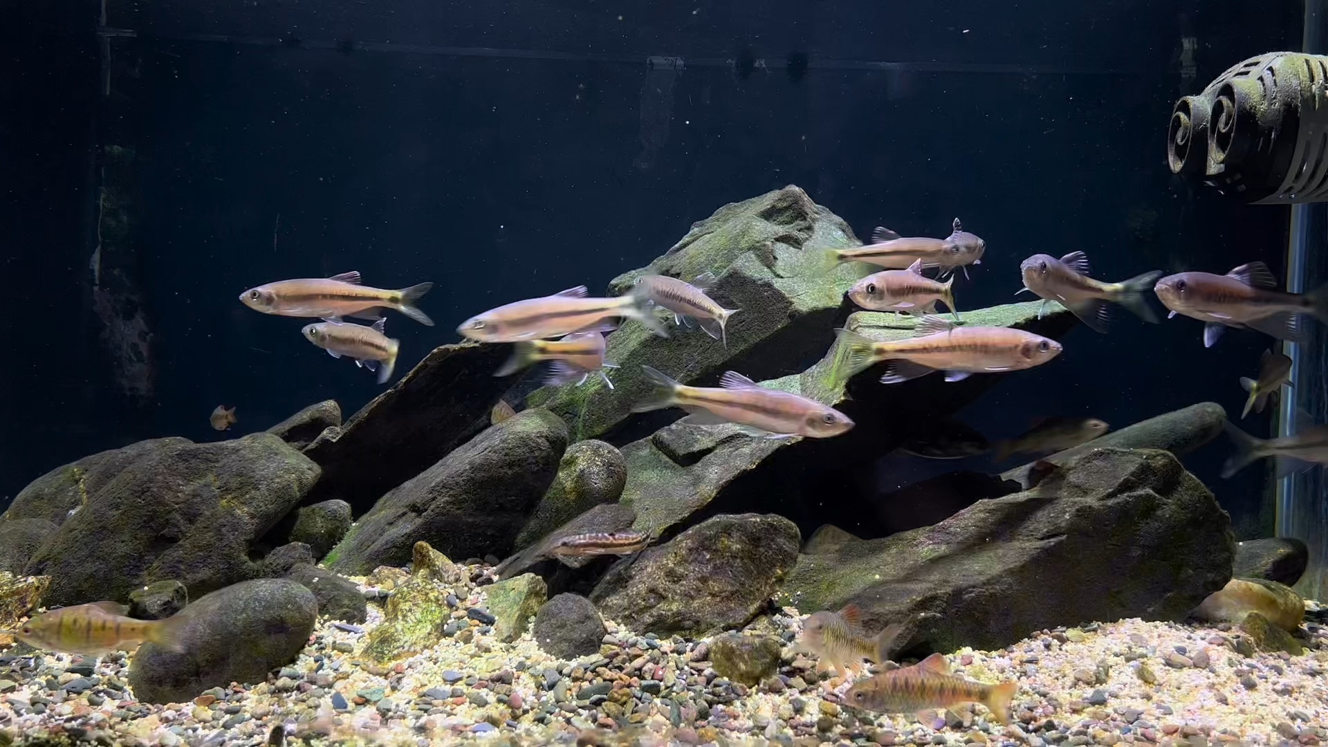 鱼越来越少什么时候可以出去钓鱼#溪流缸 #原生鱼 #鱼缸里的大自然