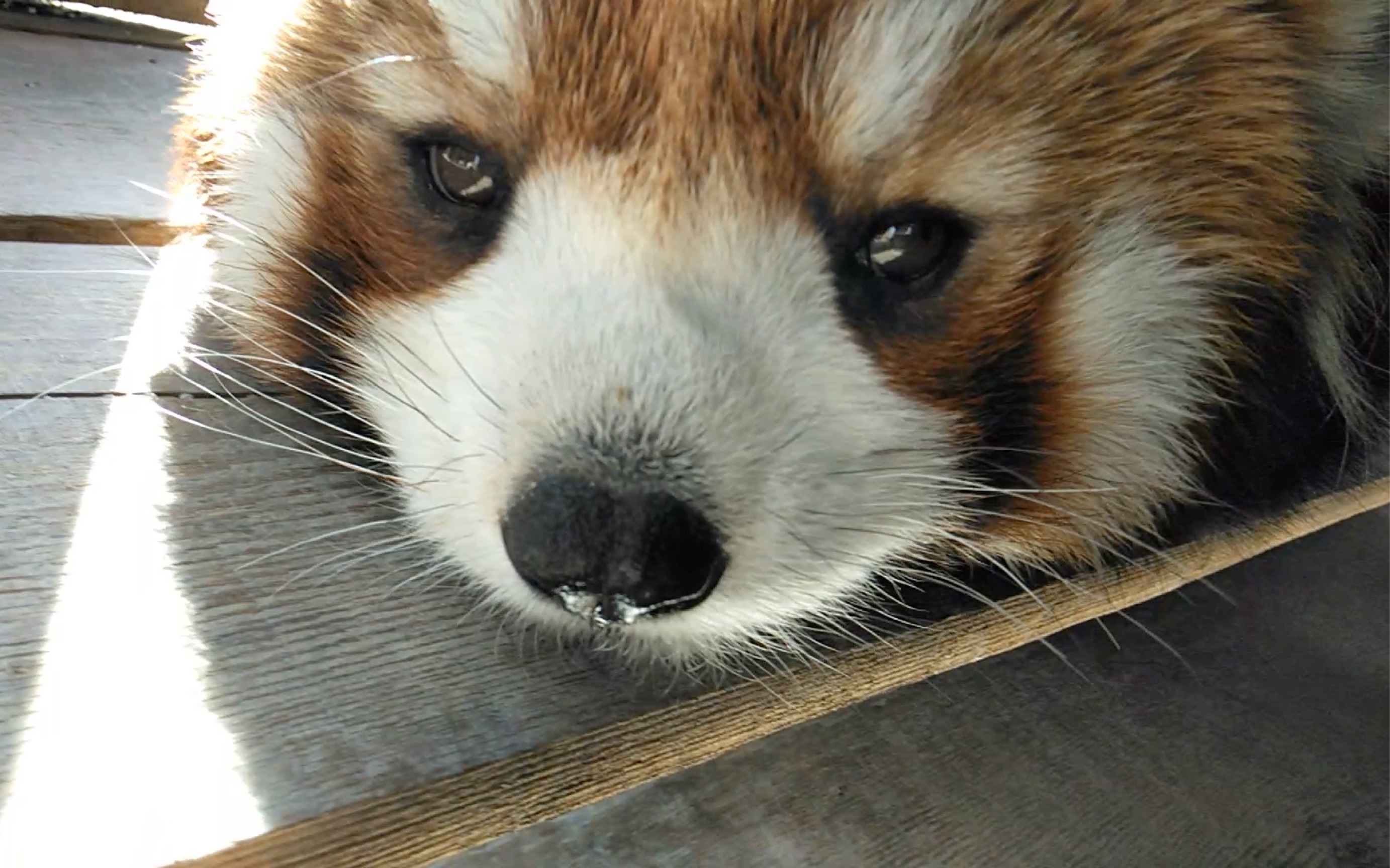 小熊猫/Red Panda~哔哩哔哩bilibili