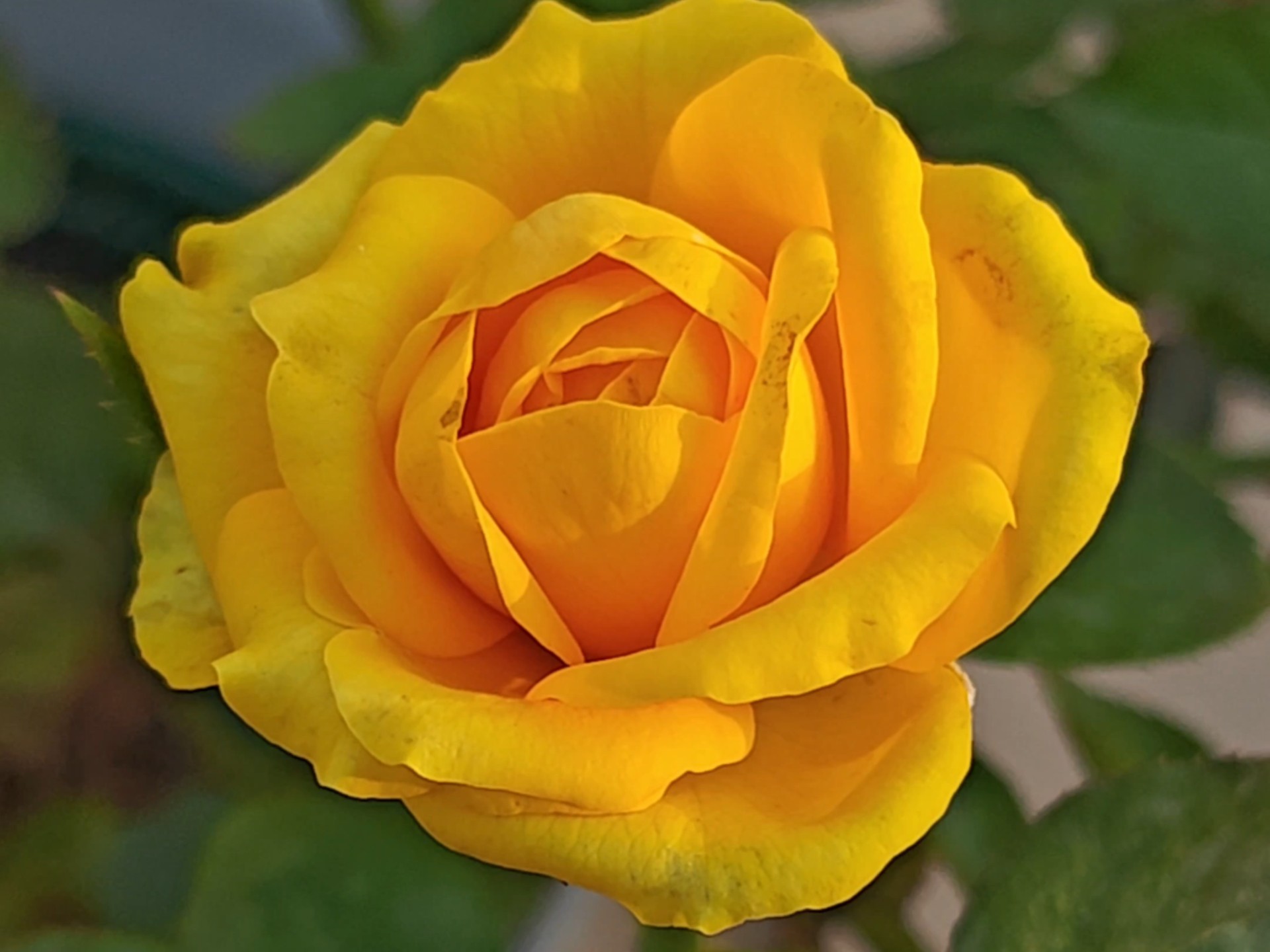 夕阳下的不知名黄色月季!