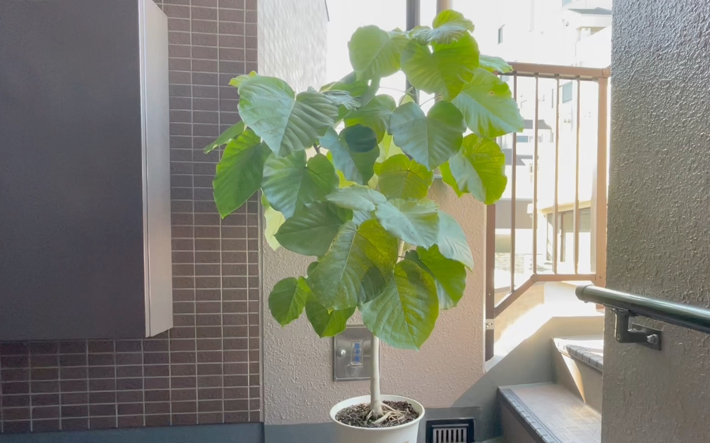 【爱心榕】室内观叶植物推荐—爱心榕