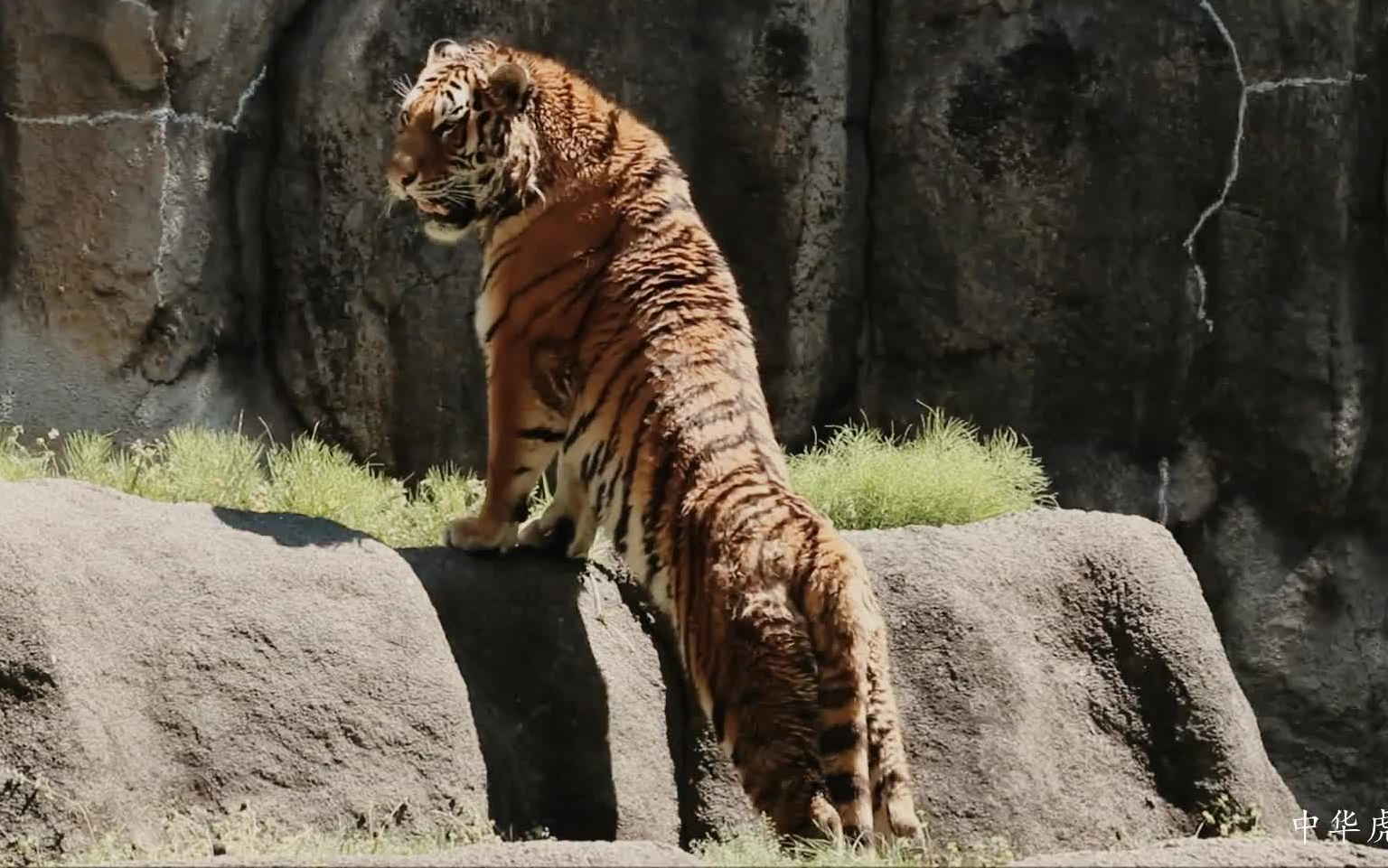 是不是偷偷练块了,一只强壮的高颜值老虎_哔哩哔哩 (゜-゜)つロ 干杯