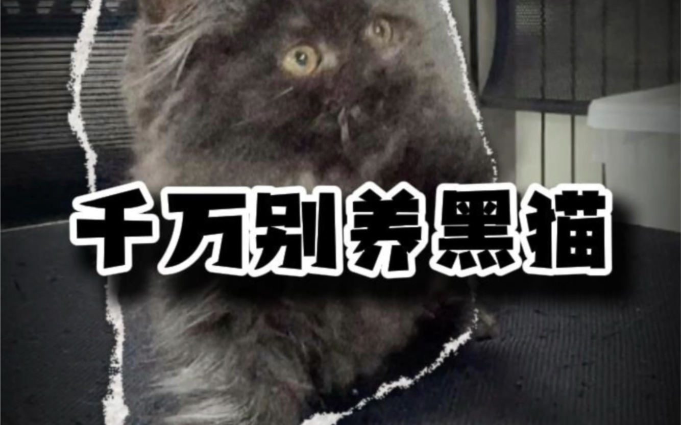 千万别养黑猫哔哩哔哩bilibili