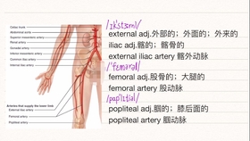 医学英语 每天3分钟 足的动脉 哔哩哔哩 つロ干杯 Bilibili