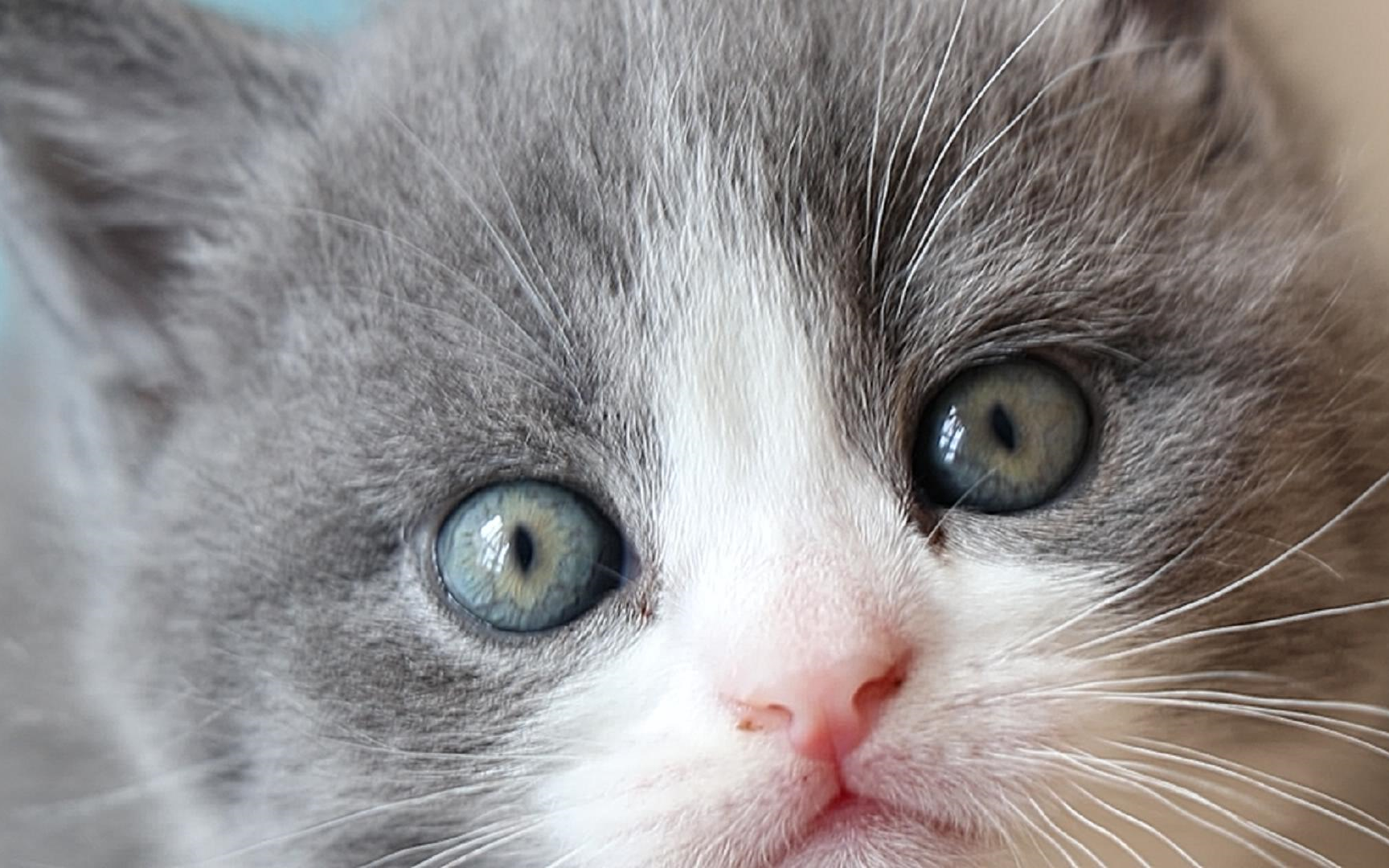 超近距离看奶猫的眼睛,我就问你美不美