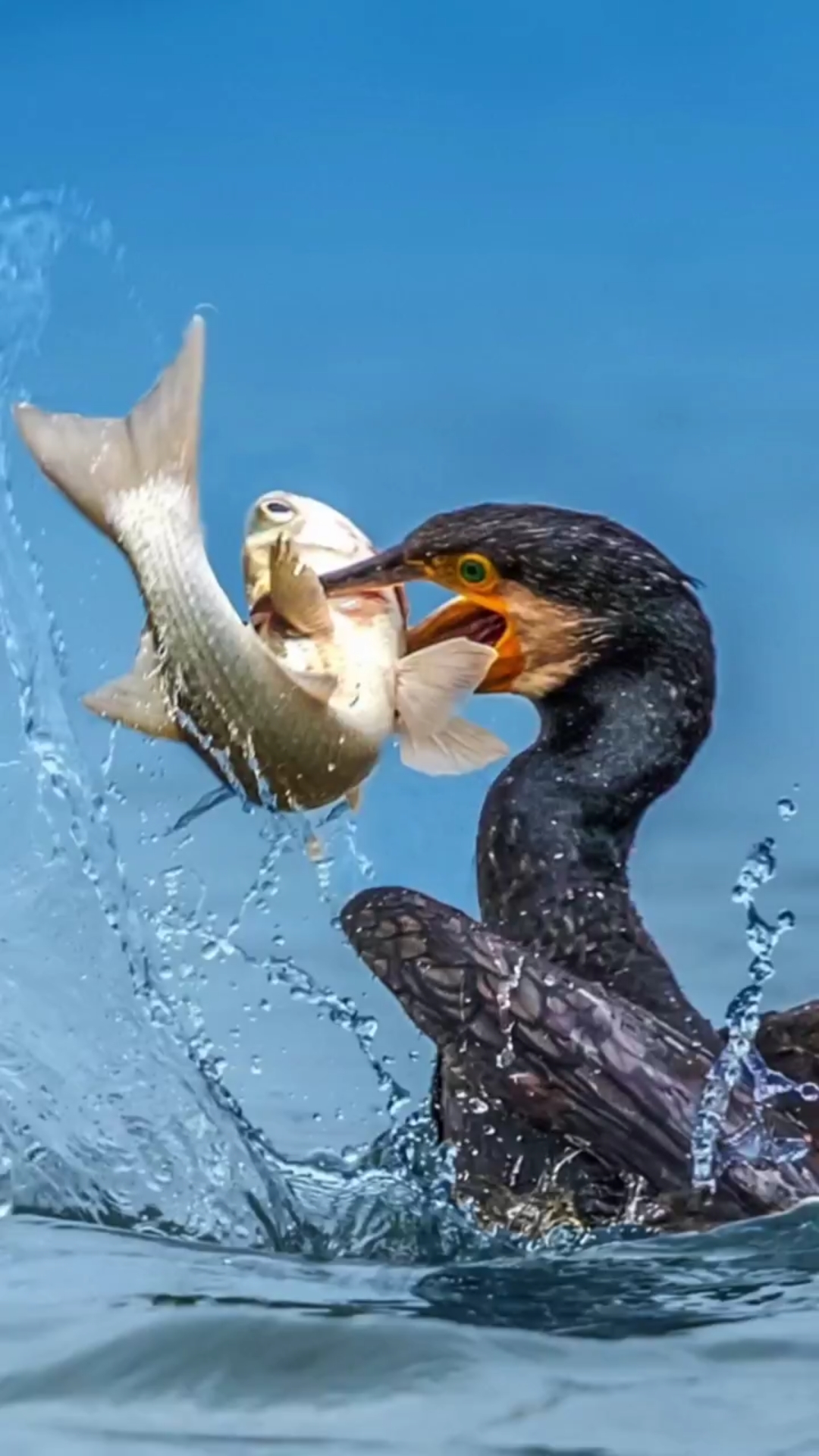 你们猜, 鸬鹚搜 的嘴究竟有多大? 精彩的动物世界 ,保护大自然!