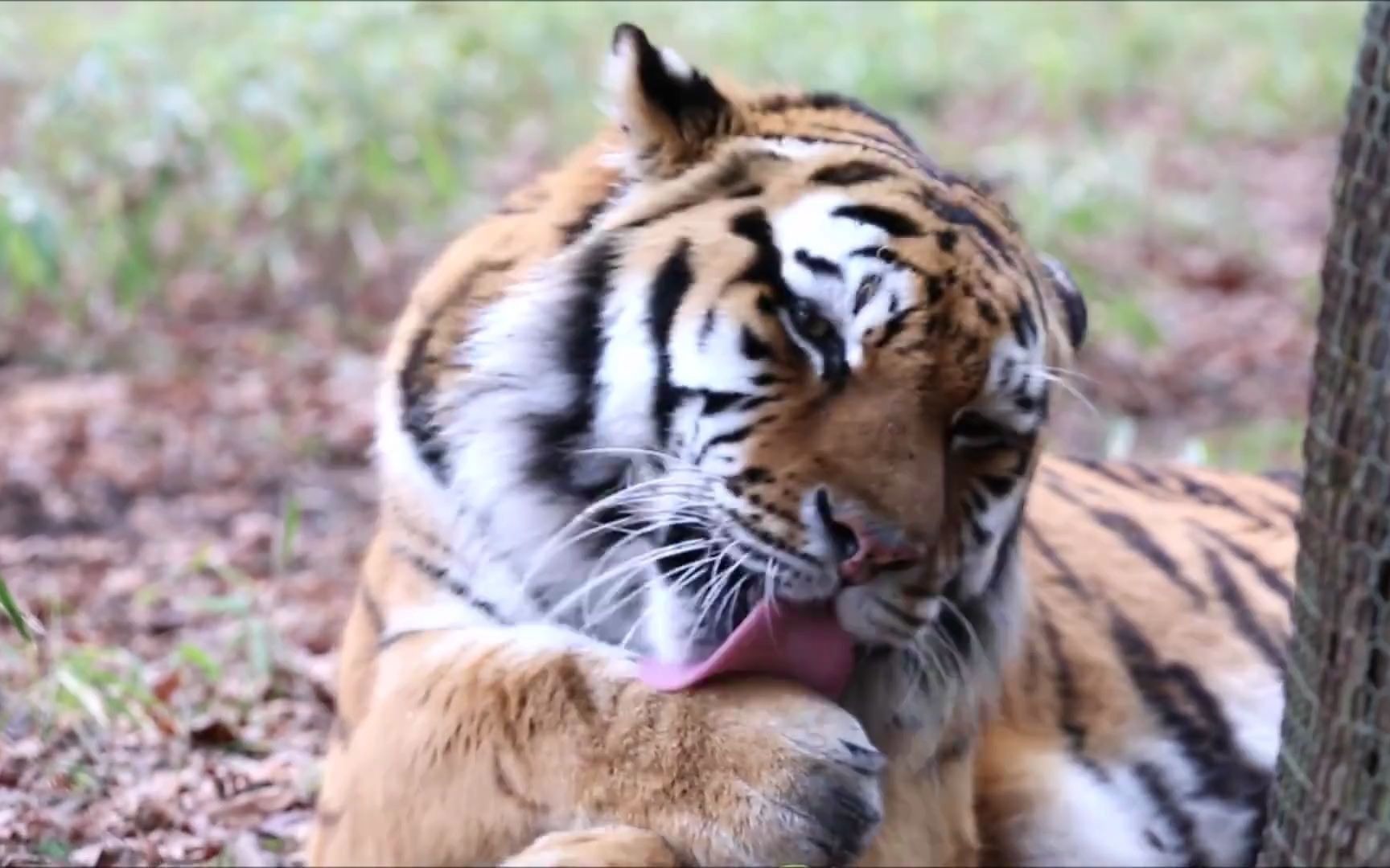 老虎洗脸的动作和猫咪一样