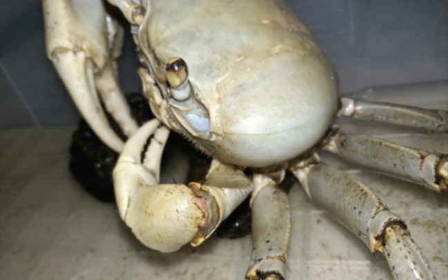 关氏圆轴蟹の接食