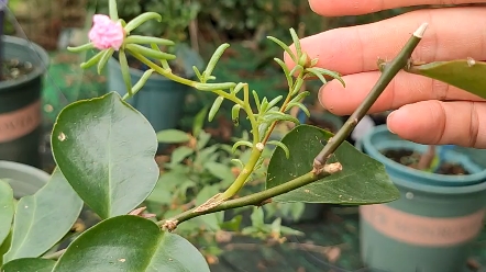 嫁接的太阳花开花了,我居然忘记录视频了,叶仙人掌嫁接太阳花说不定有前途哔哩哔哩bilibili