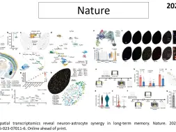 Download Video: Nature—单细胞组学重磅突破：科学家揭示了神经元-星形胶质细胞互作是长期记忆形成和巩固的关键机制