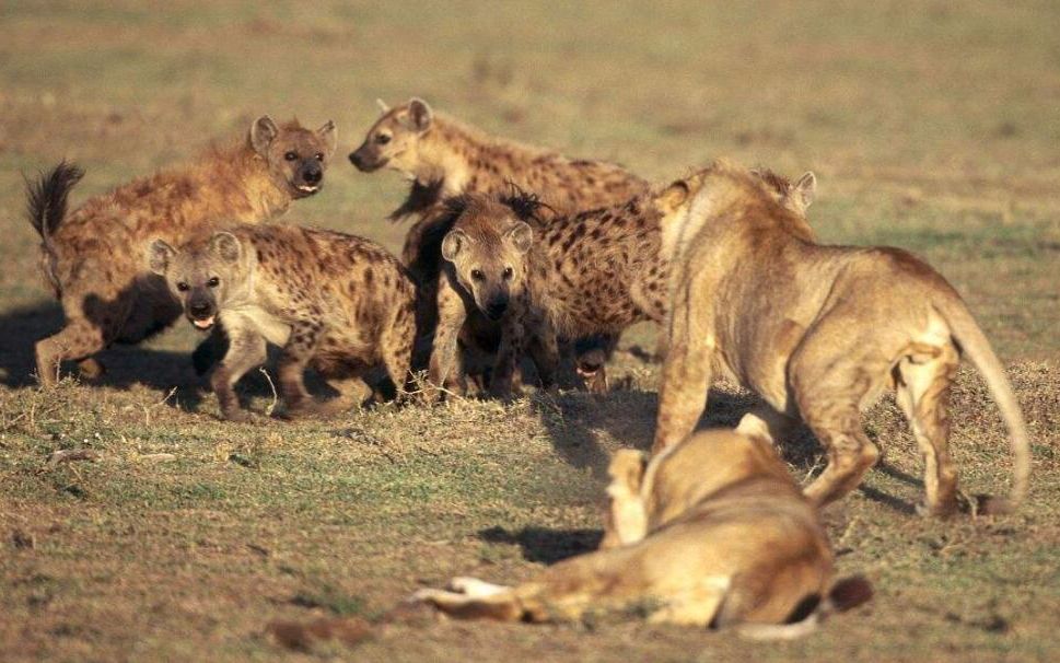 当狮群遇上鬣狗群,擒贼先擒王,雄狮是如何分辨鬣狗首领的?