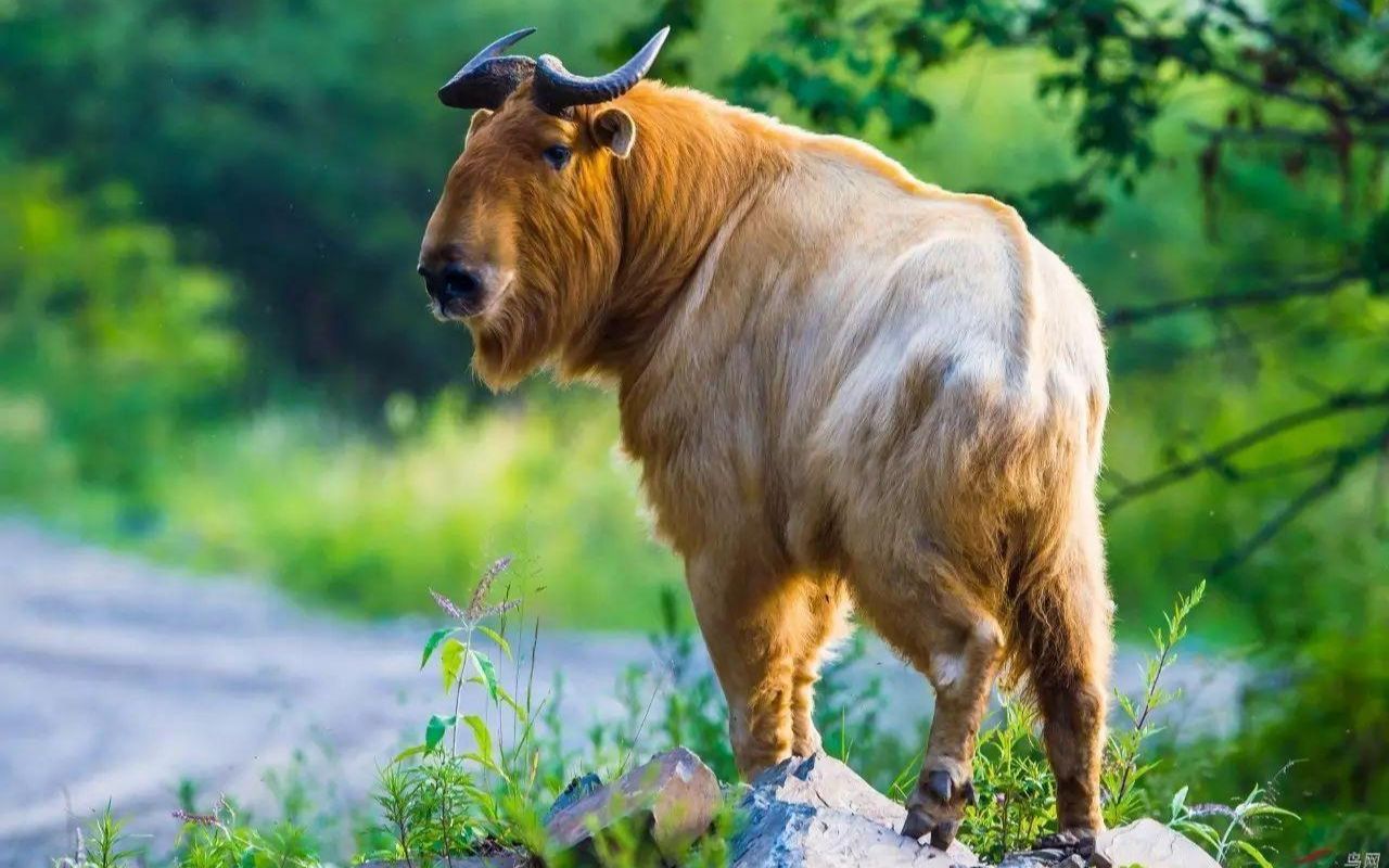 羚牛---郭鹏制作