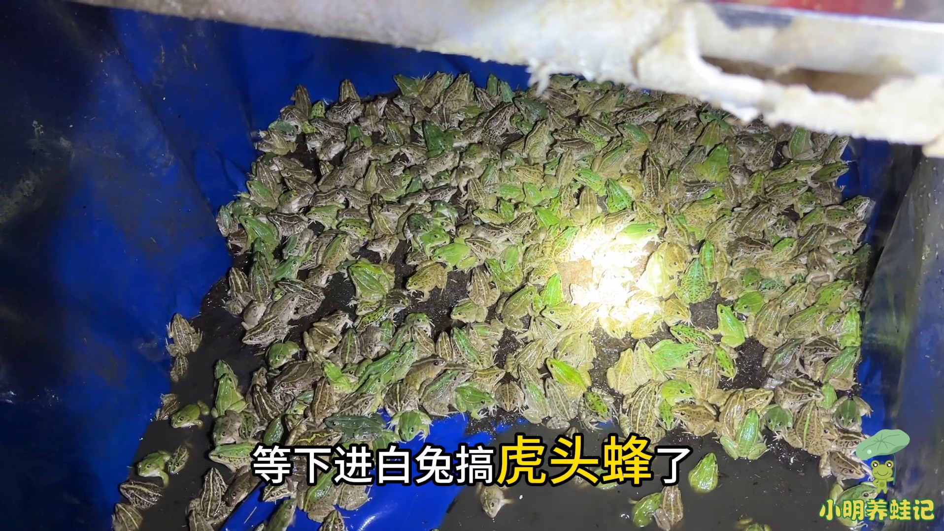 代买业务越来越多,虎头蜂,益母草膏供不应求,每天都要忙到凌晨哔哩哔哩bilibili