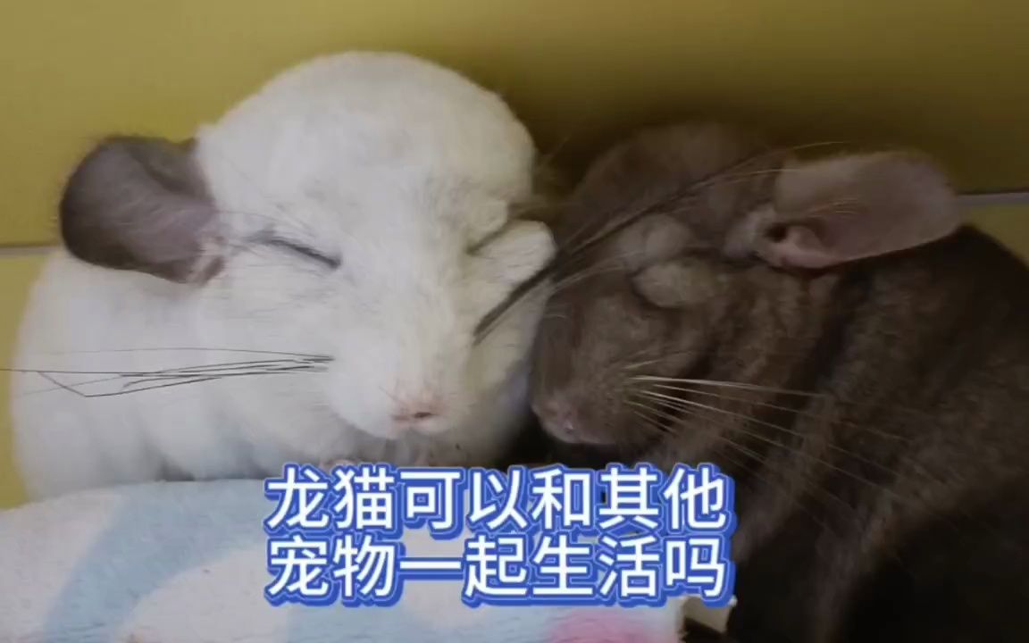 龙猫可以和其他宠物一起生活吗?哔哩哔哩bilibili