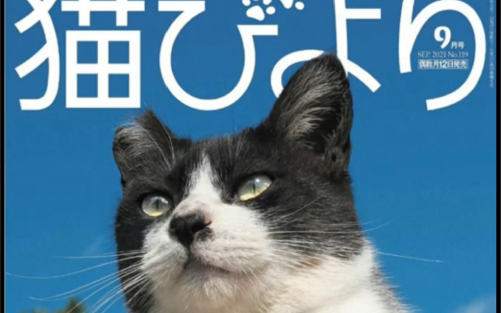 <日杂翻翻看<猫咪特辑!猫びより2021年9月号哔哩哔哩bilibili