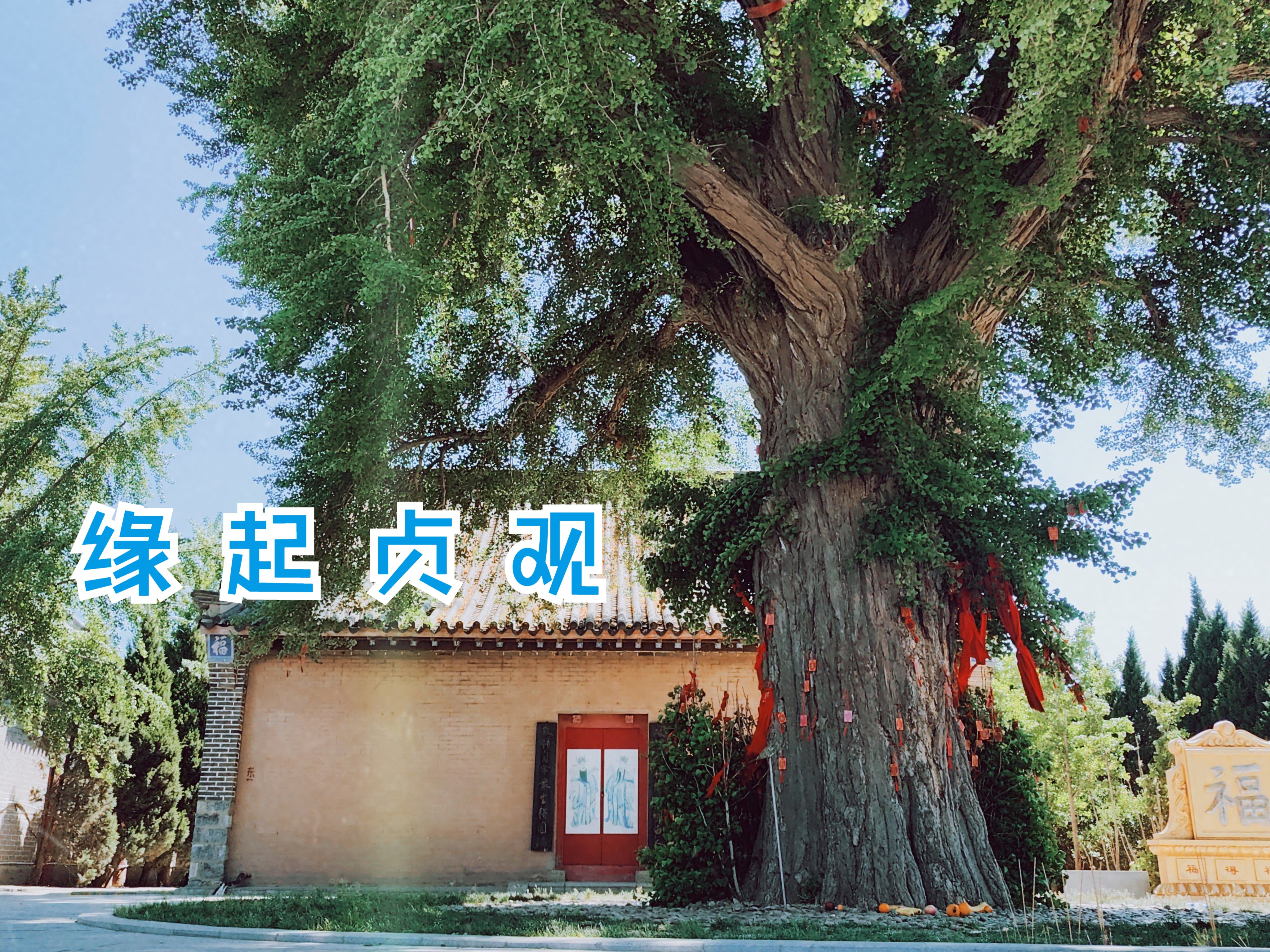 记录大连丨缘起贞观,两座寺庙与银杏树——大连永兴寺千年银杏树