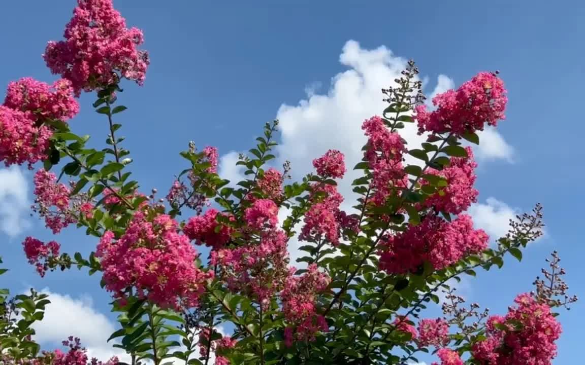 4k 色彩缤纷的紫薇花在夏日天空中熠熠生辉 202388088801