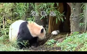 Download Video: 【大熊猫草草】淘淘：我的睁眼瞎母亲