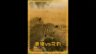 Download Video: 花豹突袭豪猪，已经被扎成刺猬，也没有捞到半点好处