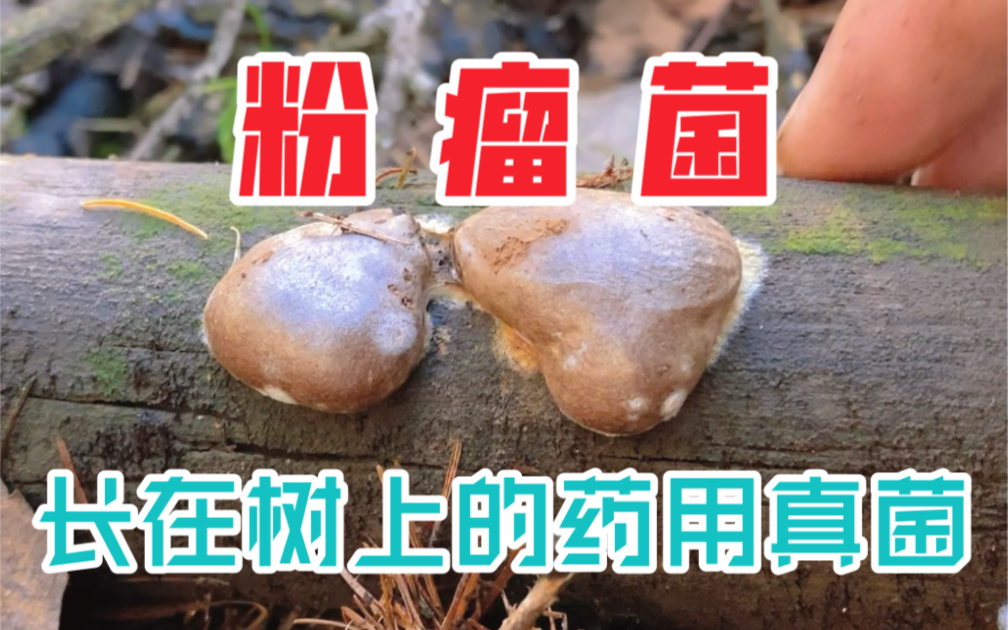 长在树上形似肉瘤的药用真菌:粉瘤菌_哔哩哔哩_bilibili
