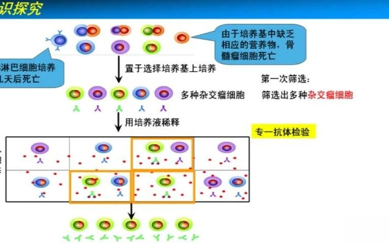 高中生物视频 2.4.2单克隆抗体的制备与应用哔哩哔哩bilibili