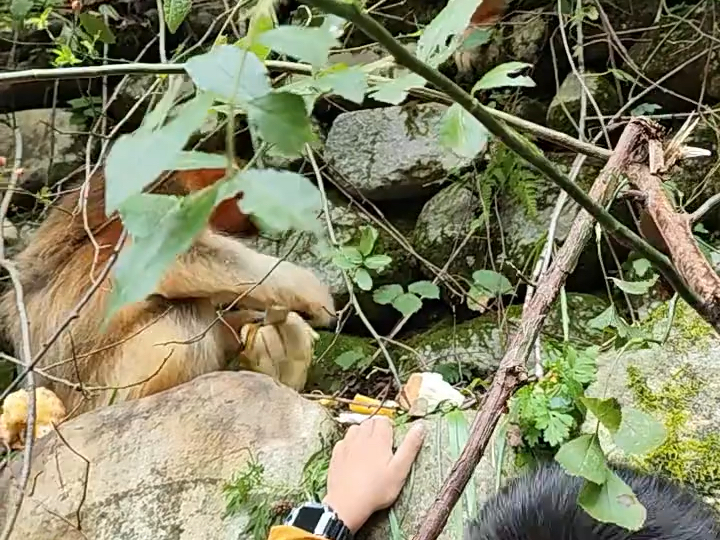 在网上看到汉中佛坪有金丝猴,一大早就驱车而去,爬了1个小时山,终于看到美丽的金丝猴,感觉比熊猫漂亮太多哔哩哔哩bilibili