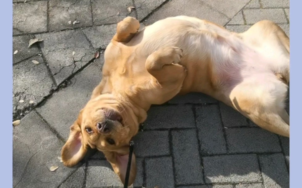 十一来啦!满地打滚的狗子,谁要啊谁要啊