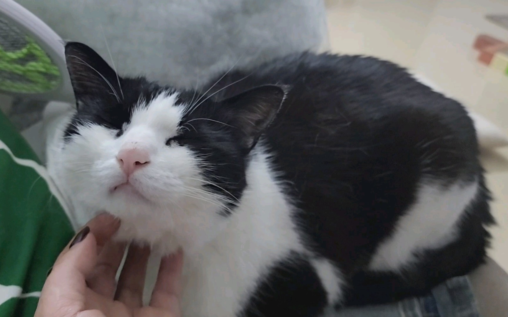 夜深了 正适合听一段喵喵asmr