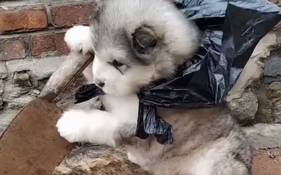 汪星人也有"侠客梦",相逢何必曾相识,网友:有故事的狗狗