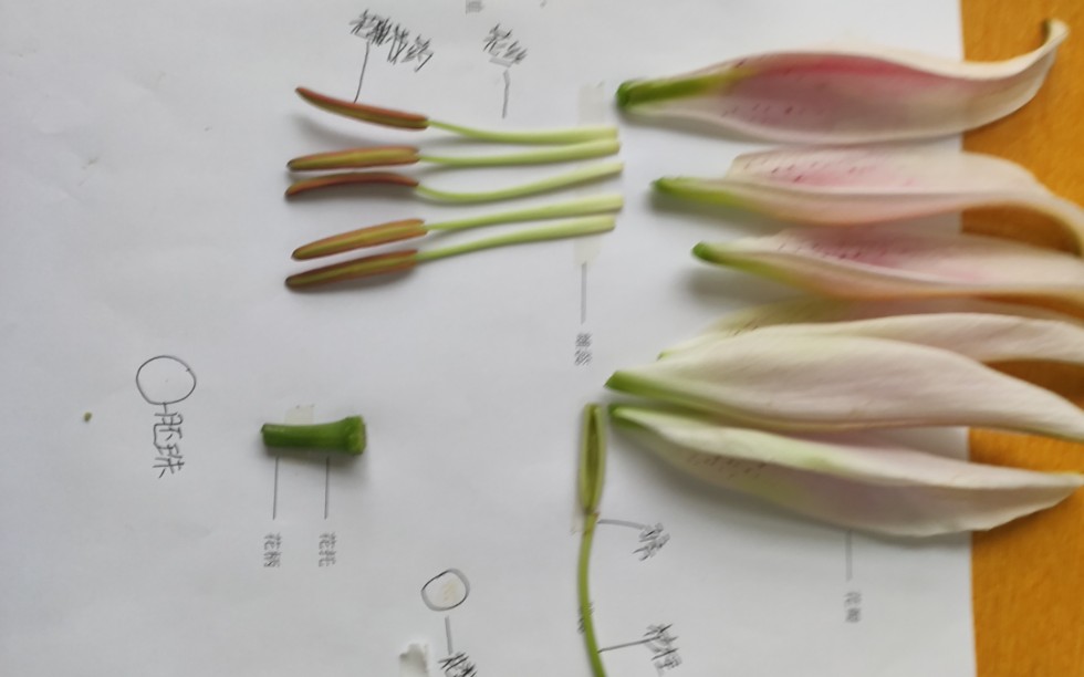 百合花解剖结构图解图片