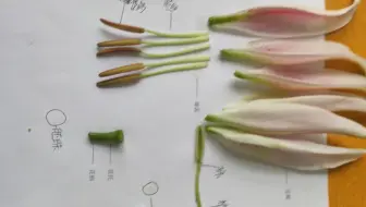 解剖百合花