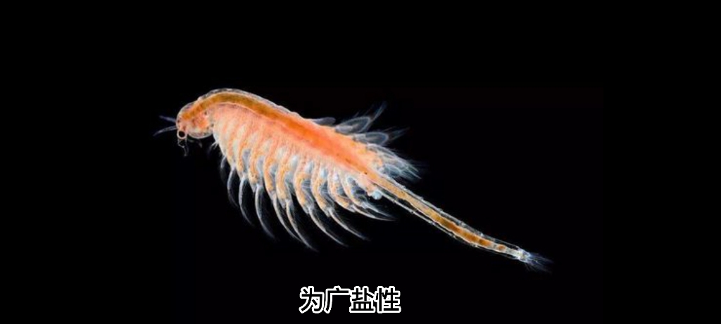 甲壳亚门 鳃足纲