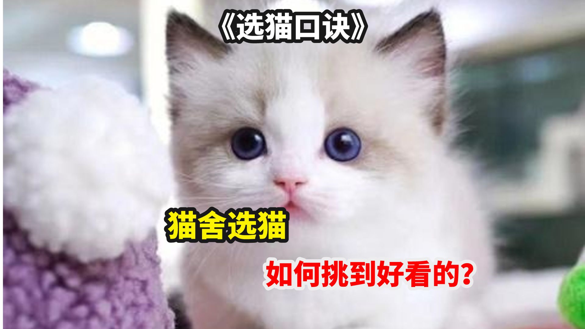 《挑猫口诀》:猫舍选猫,如何选到最好看的?哔哩哔哩bilibili