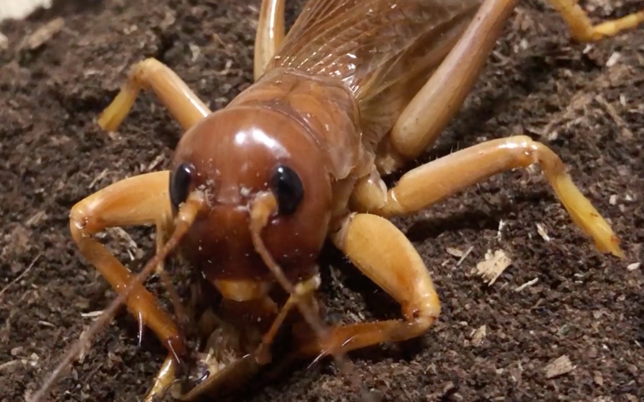 sia ferox 沙螽捕食杜比亚 第二弹