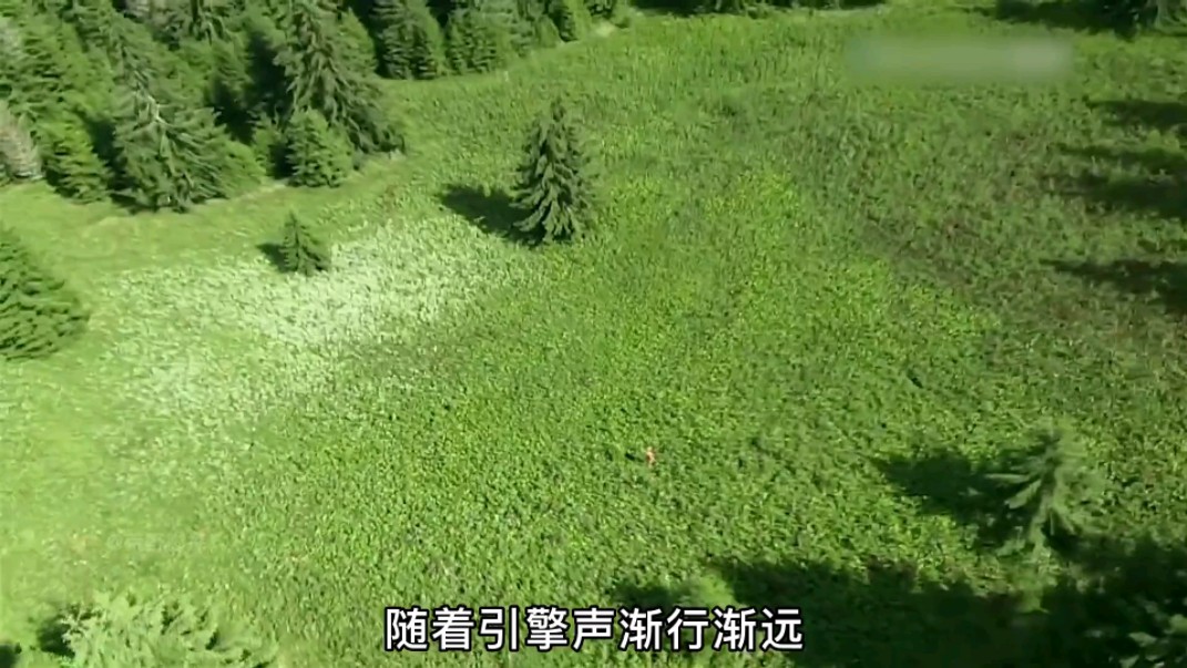 德爷罗马尼亚荒野求生,逮头99斤梅花鹿,荒野胡辣汤,蚱蜢炸串 #荒野
