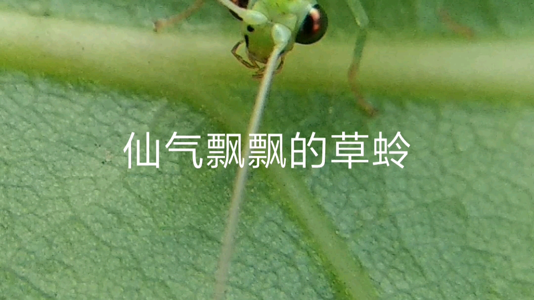 常见生物记录:仙气飘飘的草蛉.哔哩哔哩bilibili