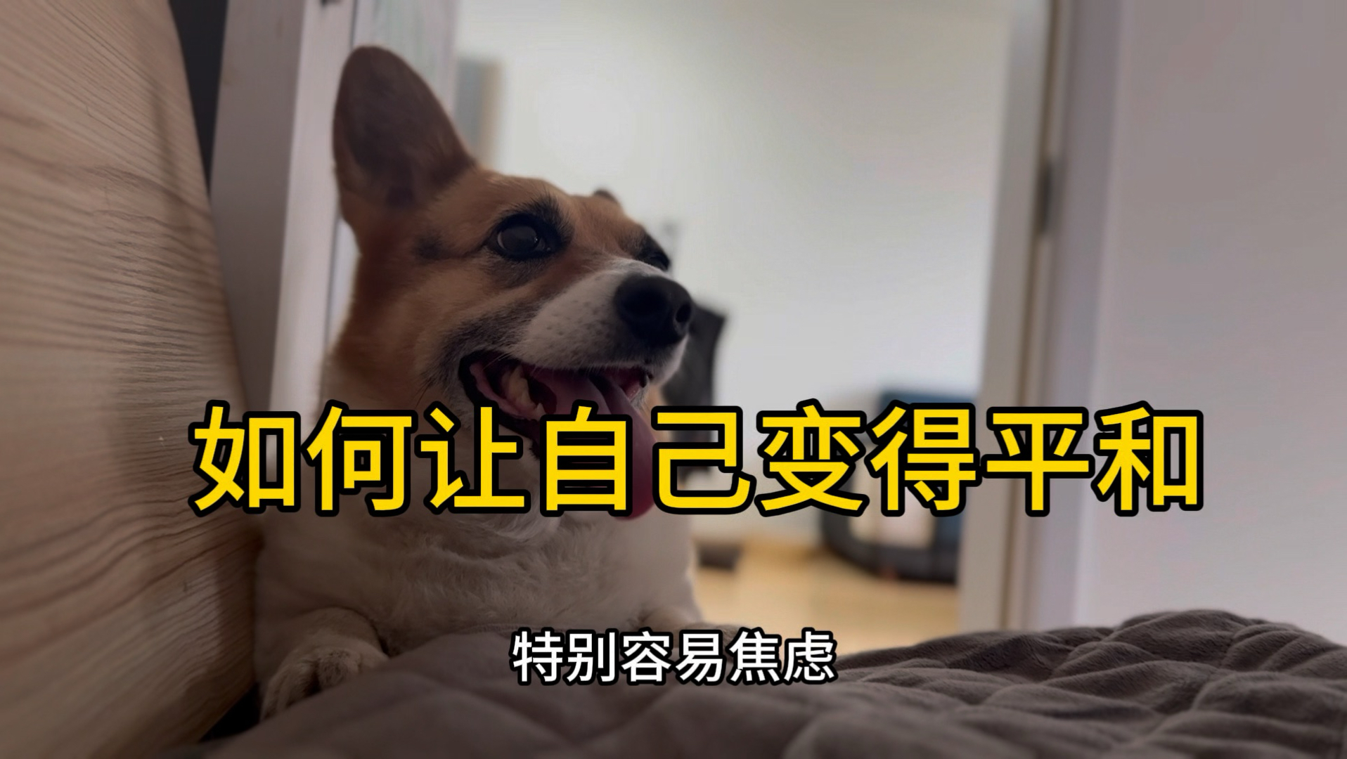 如何理解一条狗？（人精系列特别期）