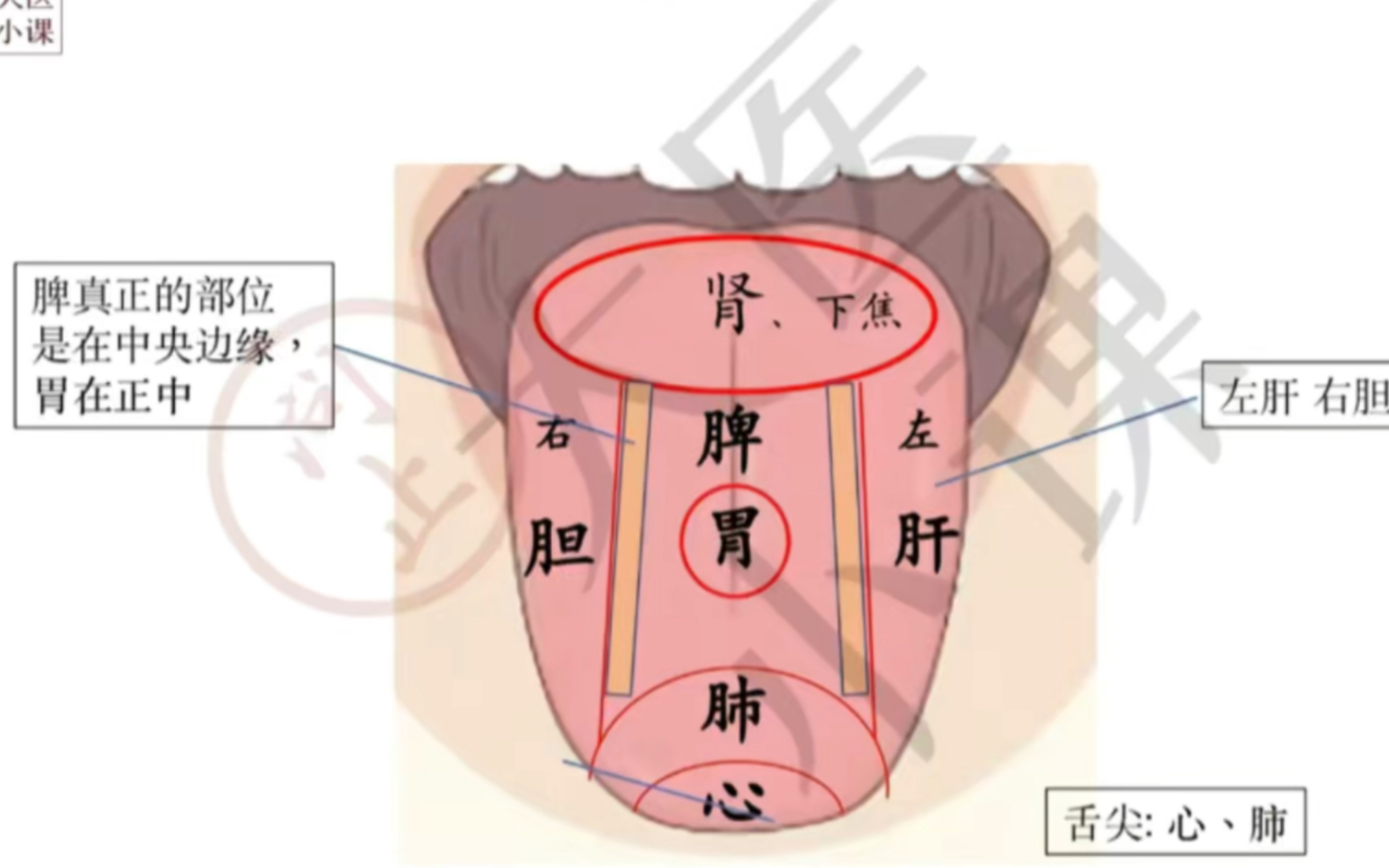 [图]舌诊，舌头位置分别代表哪个脏器你知道吗？