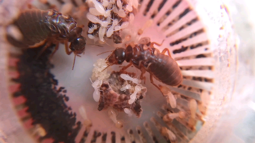 黑翅土白蚁6窝接入菌圃新后