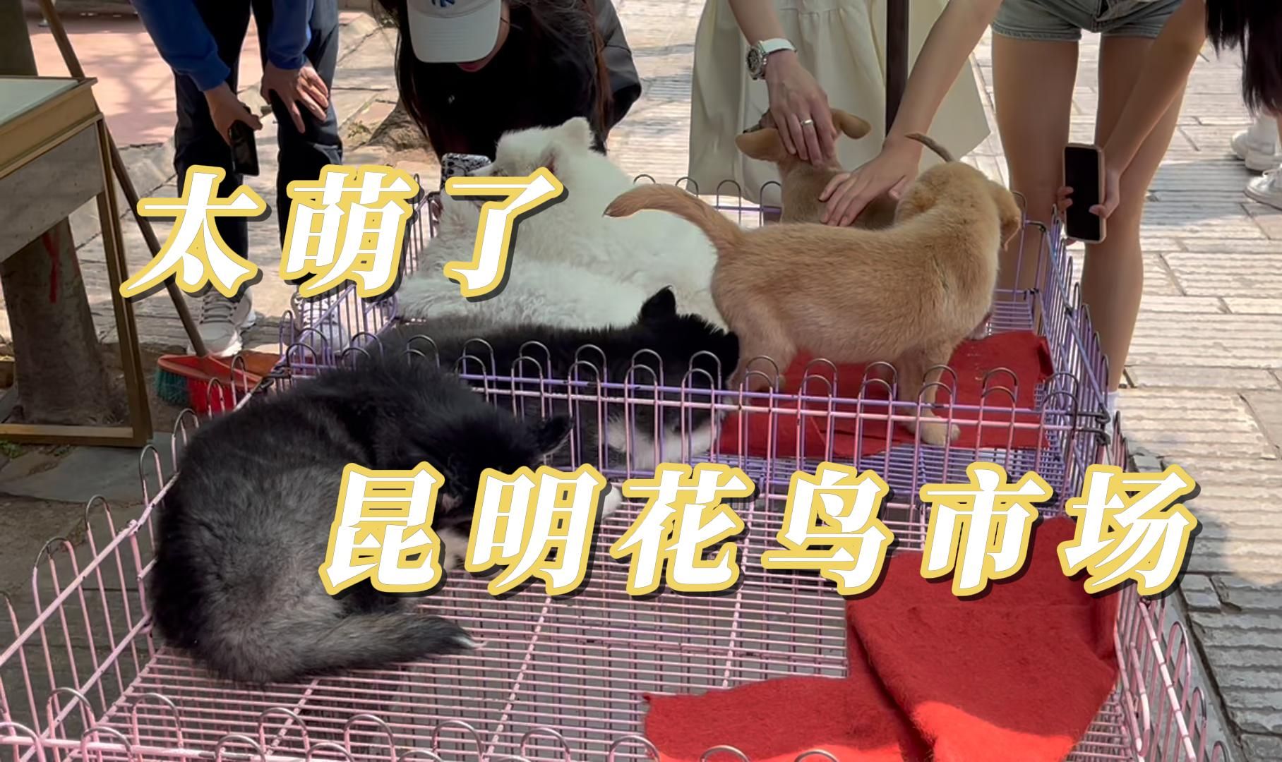 昆明花鸟市场,萌宠太多了,漂亮小姐姐忍不住买一只!