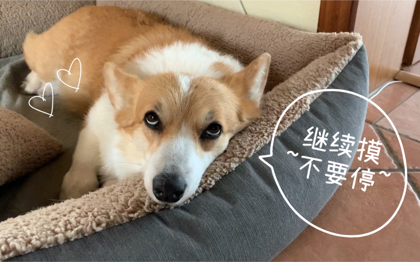 【柯基】摸头杀:摸汪头,杀自己