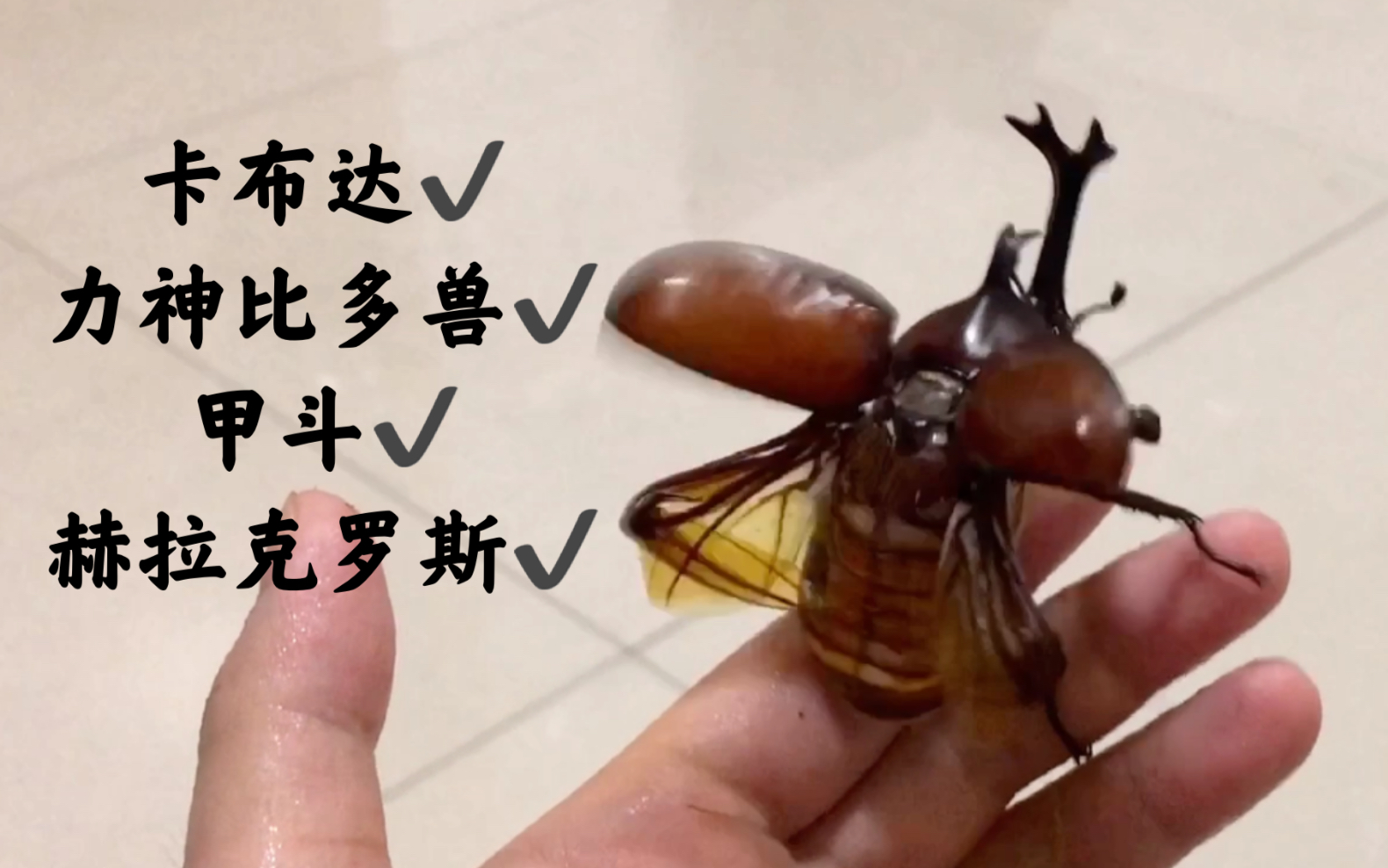 独角仙起飞!太帅了太震撼啦!每飞一次心都在滴血_哔哩哔哩_bilibili