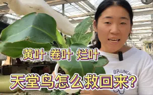 Tải video: 天堂鸟 烂叶 黄叶 卷叶怎么补救？