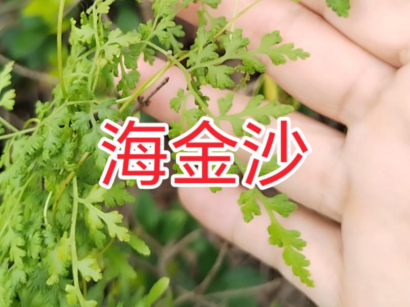 立秋前后割下它的藤蔓 搓揉得到的孢子就是海金沙