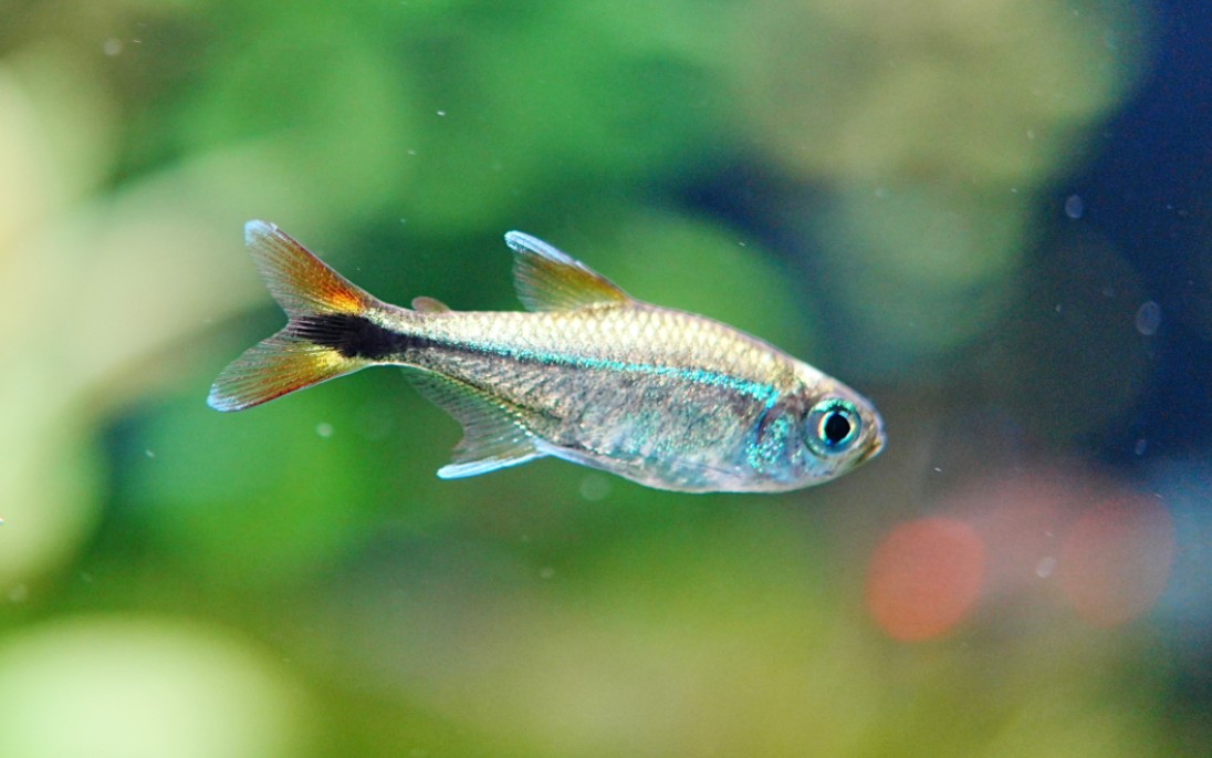 新手进阶——灯鱼推荐第七期:红尾蓝线金灯(￥25)