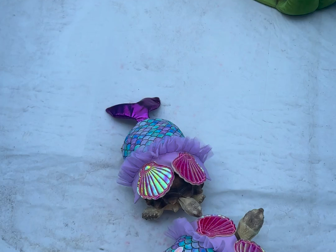 变妆秀～今天是人鱼姬龟仔98