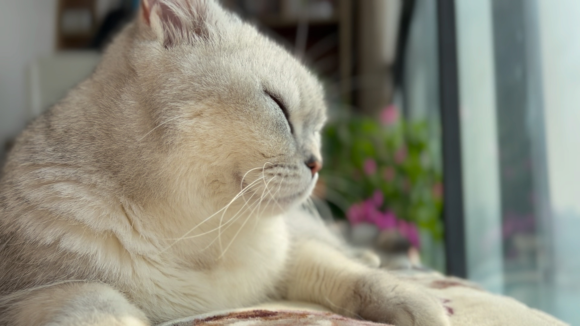 活动  猫咪的绝招,装聋作哑!