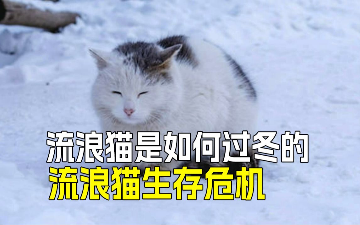 ❄️【冬日暖流】流浪猫如何温暖过冬❓哔哩哔哩bilibili