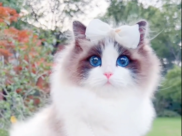 记住：越漂亮的猫咪打架越凶